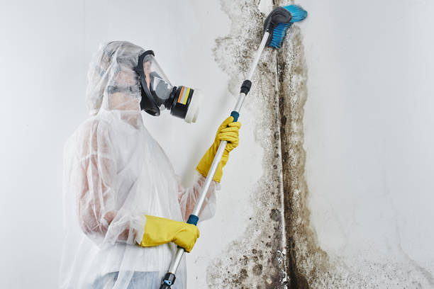 Best Attic Mold Removal  in Pinch, WV