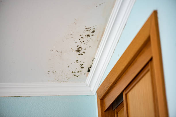 Best Emergency Mold Removal  in Pinch, WV