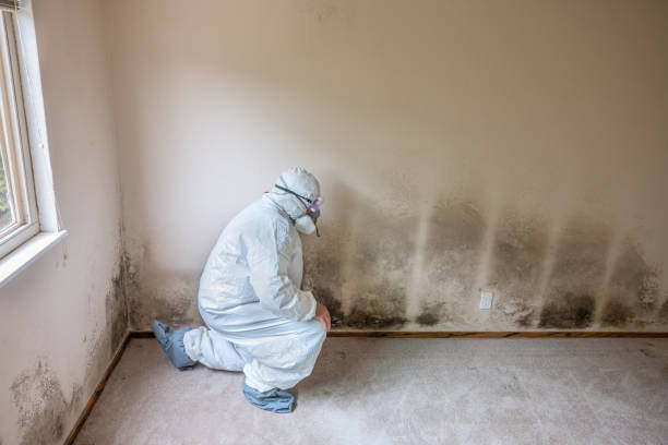 Best Mold Removal Company Near Me  in Pinch, WV
