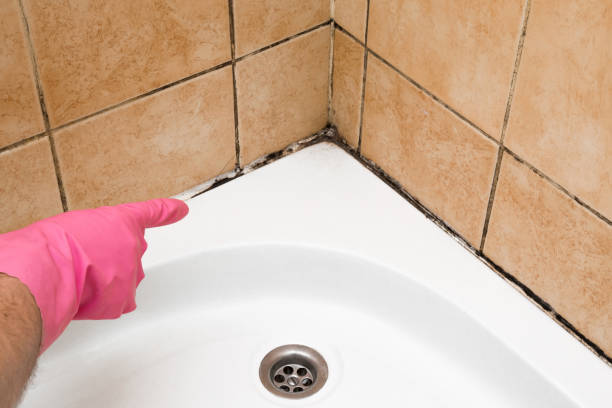 Best Mold Damage Repair  in Pinch, WV